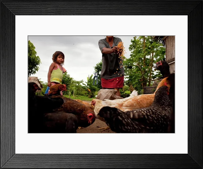 Framed Print : An Oro Win woman feeds the chickens with granddaughter, Sao Luis Indian Post, Amazon Basin, Brazil Framed Print : An Oro Win woman feeds the chickens with granddaughter, Sao Luis Indian Post, Amazon Basin, Brazil