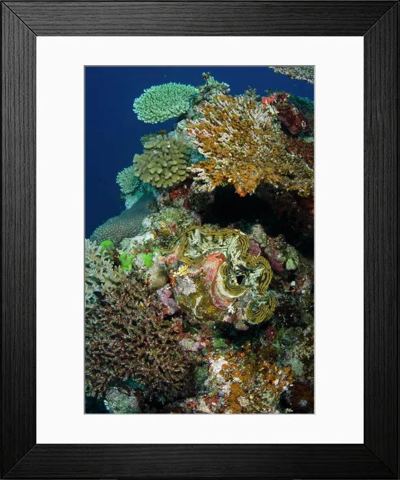 Framed Print : Giant Clam (Tridacna), Rainbow Reef, Fiji Framed Print : Giant Clam (Tridacna), Rainbow Reef, Fiji