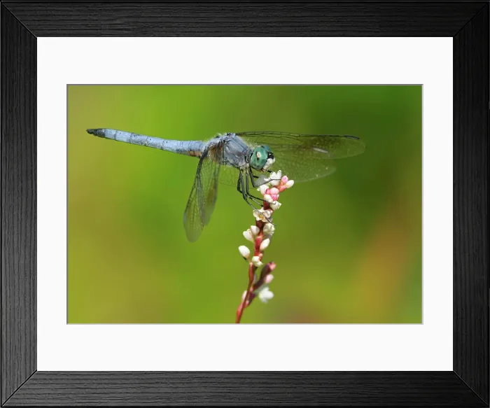 Framed Print : Blue Dasher male Pachydiplax longipennis at Viaduct Flats, Saanich BC Framed Print : Blue Dasher male Pachydiplax longipennis at Viaduct Flats, Saanich BC