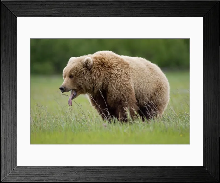 Framed Print : USA, Alaska, Katmai National Park, Brown bear (Ursus arctos) yawning in meadow along Hallo Bay Framed Print : USA, Alaska, Katmai National Park, Brown bear (Ursus arctos) yawning in meadow along Hallo Bay