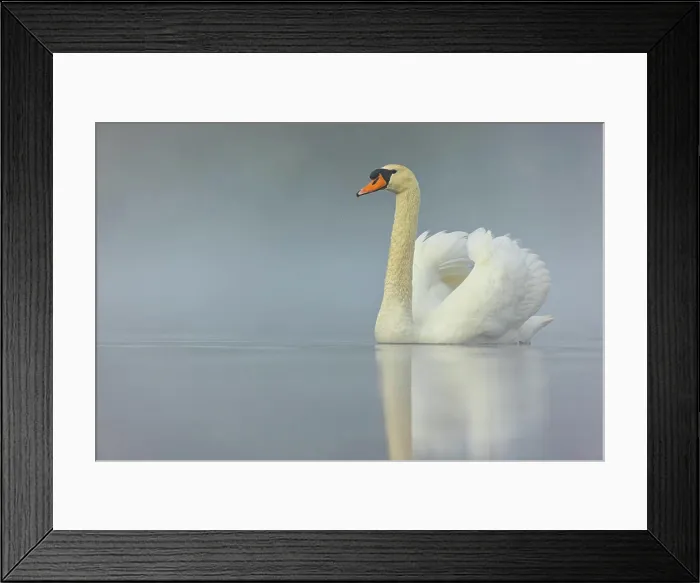 Framed Print : Höckerschwan, Cygnus olor, romatische Morgenstimmung McPKST McP_MAS_2024_02415 *** Mute swan Framed Print : Höckerschwan, Cygnus olor, romatische Morgenstimmung McPKST McP_MAS_2024_02415 *** Mute swan