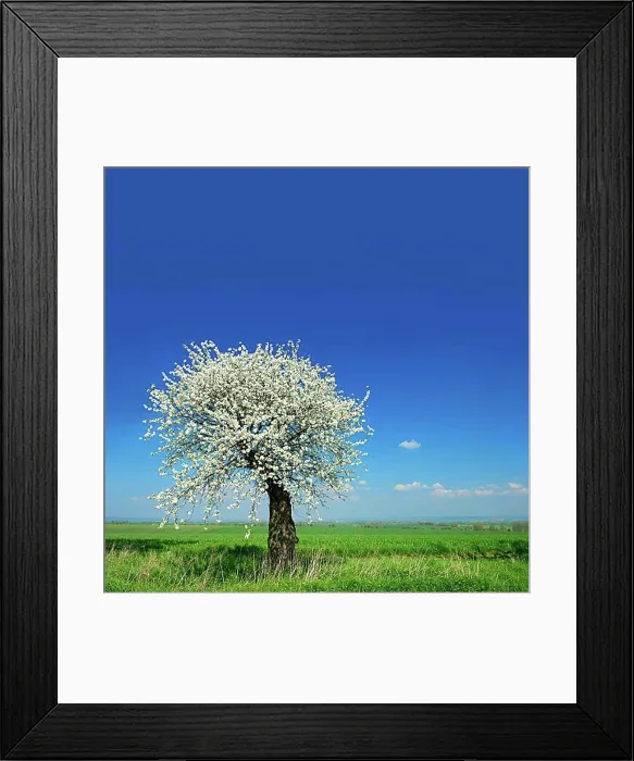 Framed Print : Green fields in spring, blooming old Cherry tree (Prunus) Framed Print : Green fields in spring, blooming old Cherry tree (Prunus)