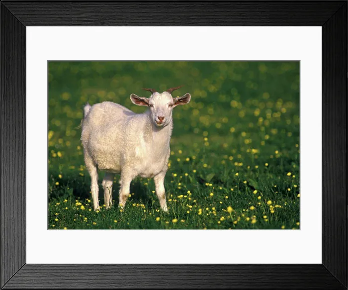Framed Print : Cashmere goat in a meadow Shetland islands Framed Print : Cashmere goat in a meadow Shetland islands
