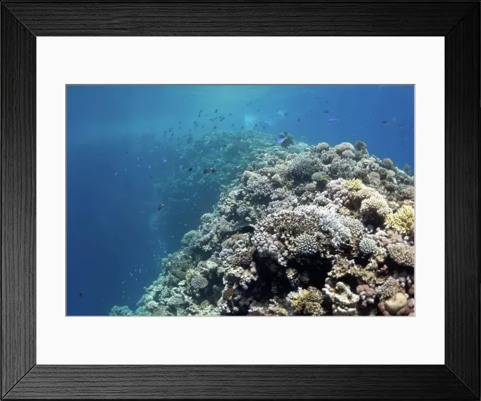 Framed Print : Beautiful coral reef near the Dahab city of Egypt The picture shows the Red Sea coral reef near the city of Dahab Framed Print : Beautiful coral reef near the Dahab city of Egypt The picture shows the Red Sea coral reef near the city of Dahab