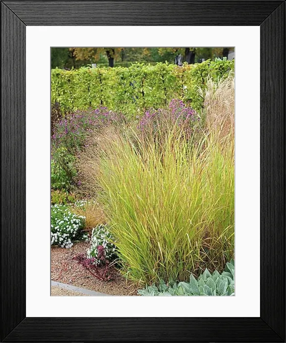 Framed Print : Purple switchgrass (Panicum virgatum Shenandoah'), EGA Park, Erfurt, Thuringia, Germany, Europe Framed Print : Purple switchgrass (Panicum virgatum Shenandoah'), EGA Park, Erfurt, Thuringia, Germany, Europe