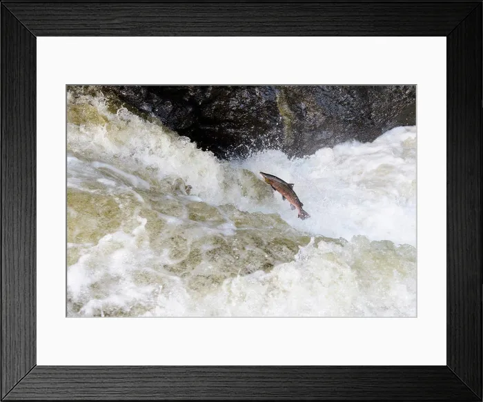 Framed Print : Atlantic Salmon (Salmo salar) adult Framed Print : Atlantic Salmon (Salmo salar) adult