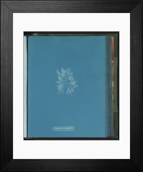 Framed Print : Polysiphonia elongella, Anna Atkins, c Framed Print : Polysiphonia elongella, Anna Atkins, c
