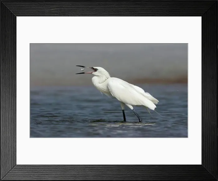 Framed Print : Reddish Egret White Morph Phase (Egretta Rufescens)
