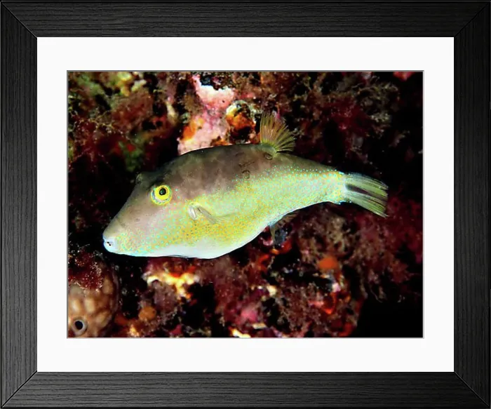 Framed Print : Sharphead pufferfish (Canthigaster rostrata) Framed Print : Sharphead pufferfish (Canthigaster rostrata)