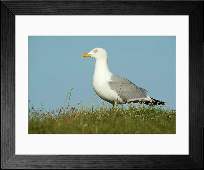 Framed Print : Herring Gull (Larus argentatus) Framed Print : Herring Gull (Larus argentatus)