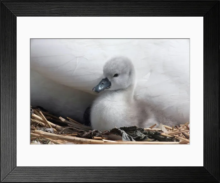 Framed Print : Mute Swan on nest with chick Abbotsbury Dorset UK Framed Print : Mute Swan on nest with chick Abbotsbury Dorset UK