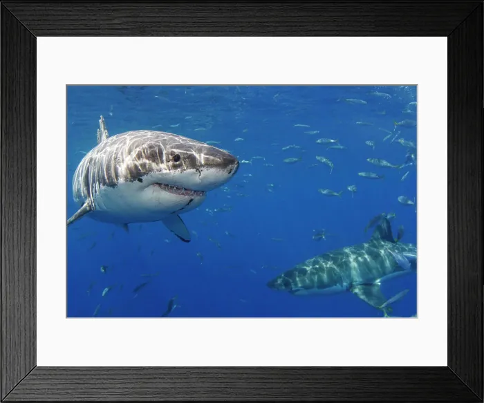 Framed Print : Two Great white sharks (Carcharodon carcharias) photographed off Guadalupe Island, Mexico; Guadalupe Island, Mexico Framed Print : Two Great white sharks (Carcharodon carcharias) photographed off Guadalupe Island, Mexico; Guadalupe Island, Mexico