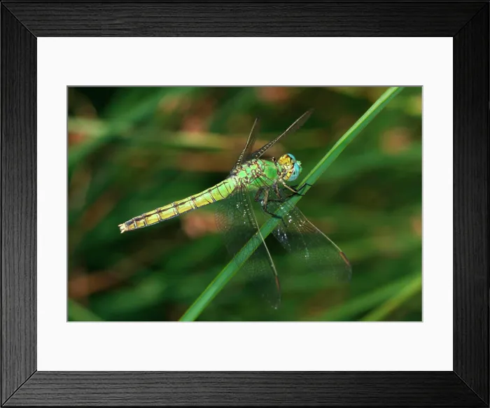 Framed Print : USA, California, San Diego, Mission Trails Regional Park. A Green Dragonfly Framed Print : USA, California, San Diego, Mission Trails Regional Park. A Green Dragonfly