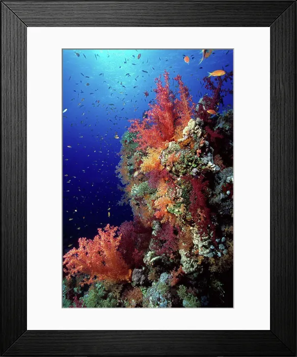 Framed Print : Soft Corals reef in the Red Sea Egypt Framed Print : Soft Corals reef in the Red Sea Egypt