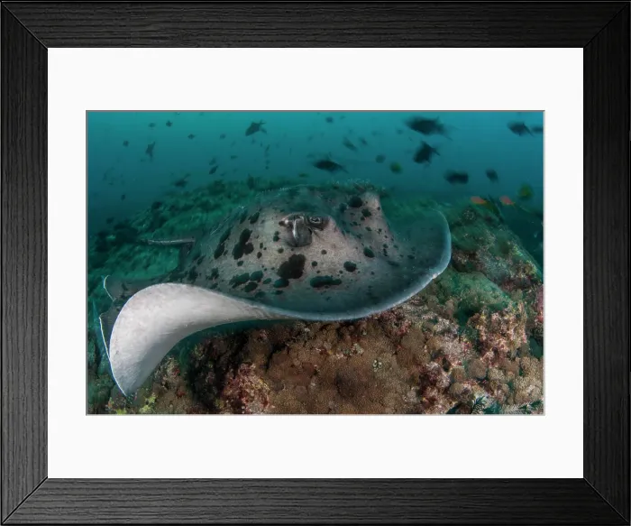 Framed Print : Blotched Fantail Ray, Taeniura meyeni, swimming along the seabed, South Ari Atoll, Maldives, Indian Ocean Framed Print : Blotched Fantail Ray, Taeniura meyeni, swimming along the seabed, South Ari Atoll, Maldives, Indian Ocean