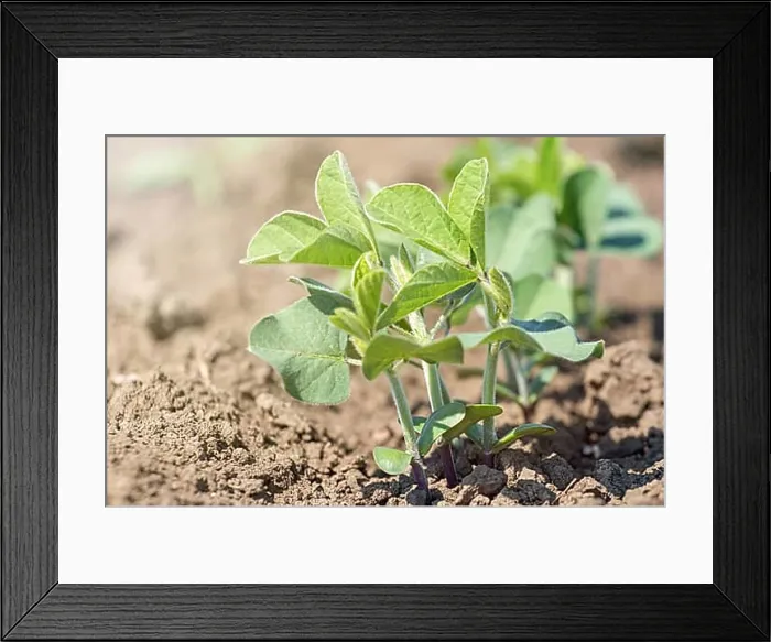 Framed Print : Green cultivated soy bean plant in field, spring time Framed Print : Green cultivated soy bean plant in field, spring time
