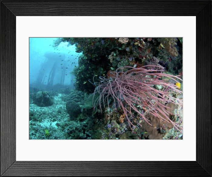 Framed Print : Coral reef habitat with jetty stantions in background Framed Print : Coral reef habitat with jetty stantions in background