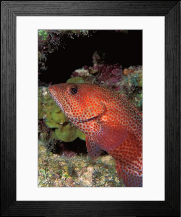Framed Print : Red grouper