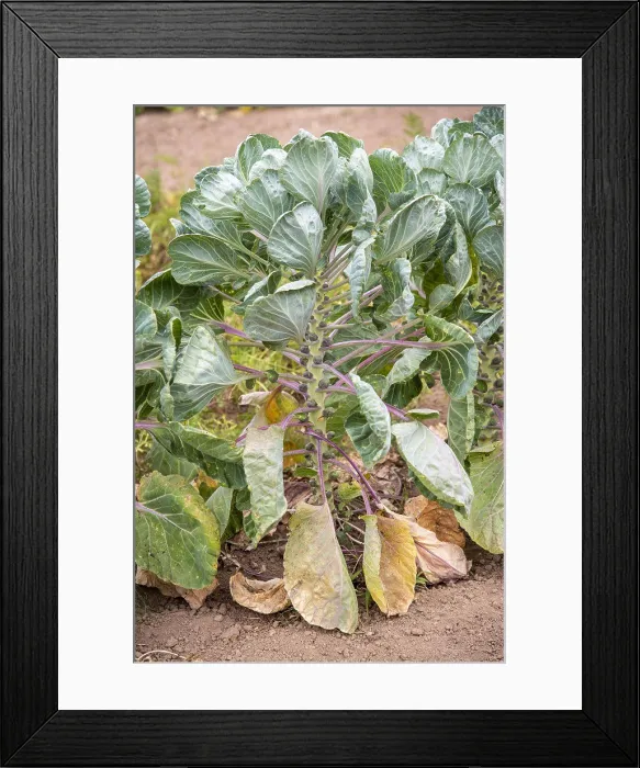 Framed Print : Brussels sprouts in a kitchen garden, summer, Moselle, France Framed Print : Brussels sprouts in a kitchen garden, summer, Moselle, France