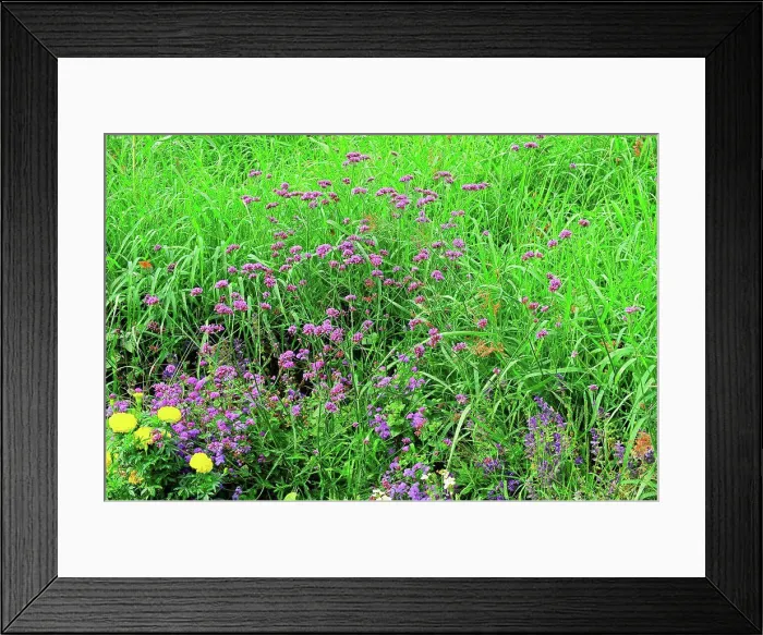 Framed Print : Purpletop vervain in bloom in a garden Framed Print : Purpletop vervain in bloom in a garden