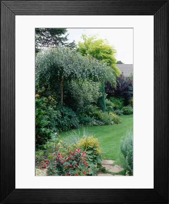 Framed Print : Small tree in summer border beside mown lawn in small garden