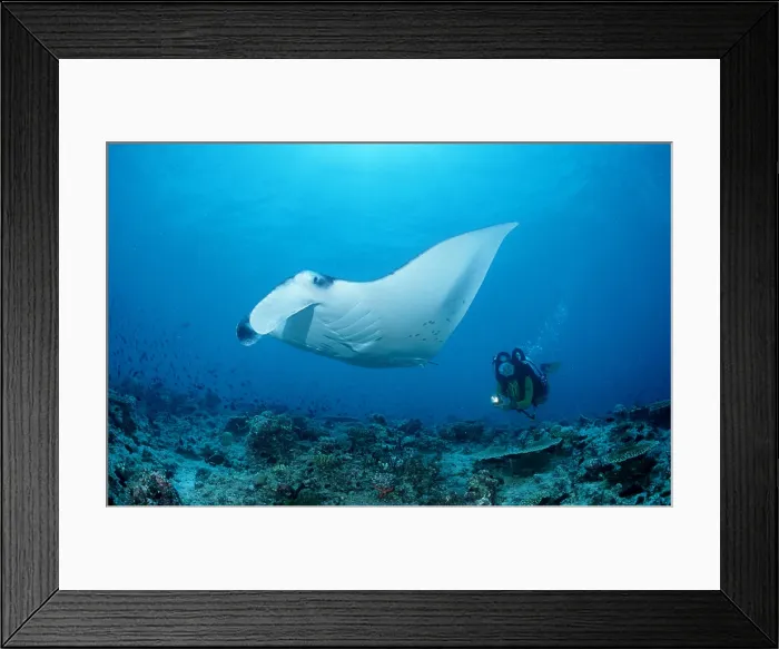 Framed Print : Manta ray and scuba diver Manta birostris