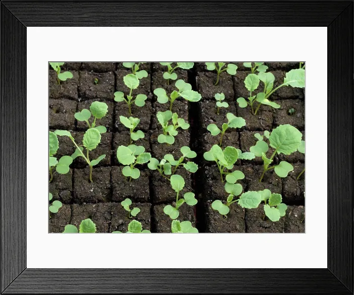 Framed Print : Cabbage rutabaga sowing under shelter France Framed Print : Cabbage rutabaga sowing under shelter France