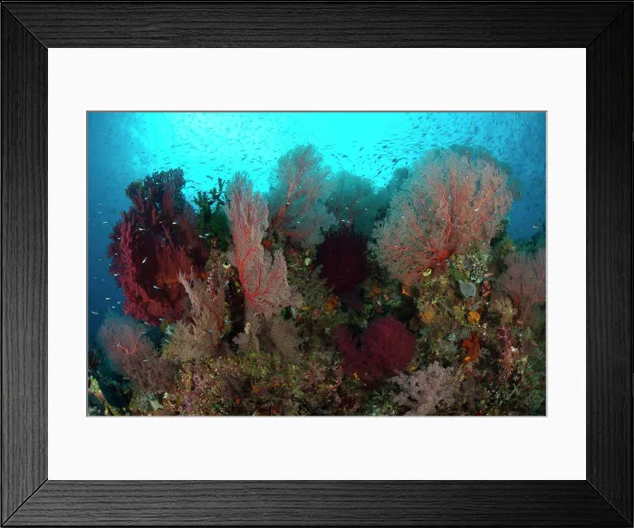 Framed Print : Reefscape in Raja Ampat covered in gorgonians, West Papua, Indonesia