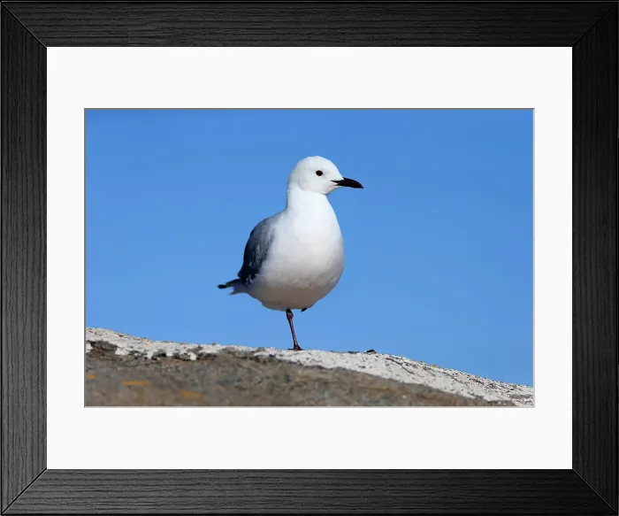 Framed Print : Hartlaub's Gull, king gull, (Chroicocephalus hartlaubii)