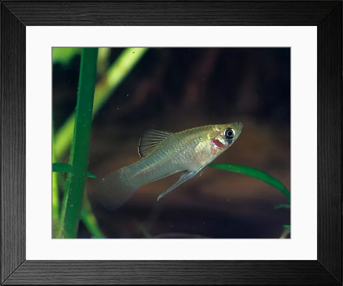 Framed Print : Male (Phallichthys), carpling, lateral Framed Print : Male (Phallichthys), carpling, lateral