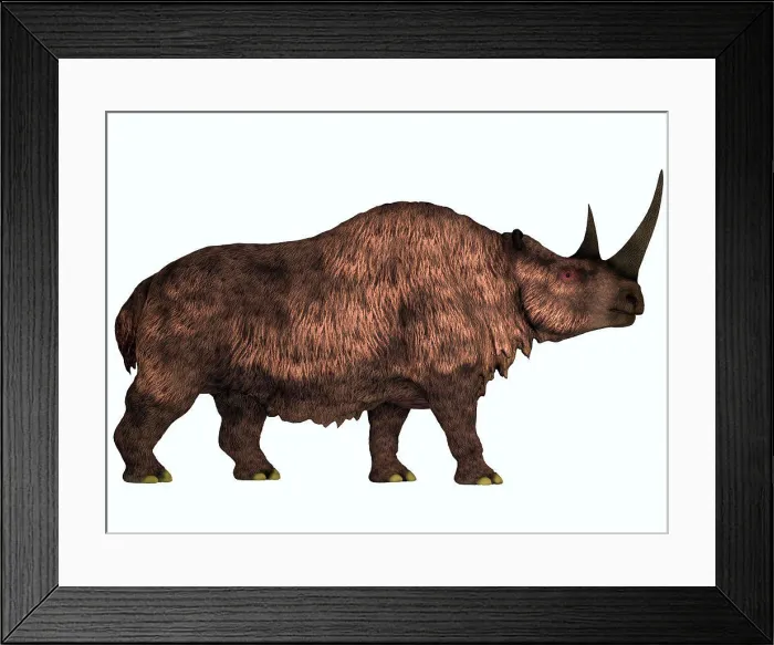 Framed Print : Woolly Rhinoceros is an extinct mammal that lived during the Pleistocene Period in Europe and Asia Framed Print : Woolly Rhinoceros is an extinct mammal that lived during the Pleistocene Period in Europe and Asia