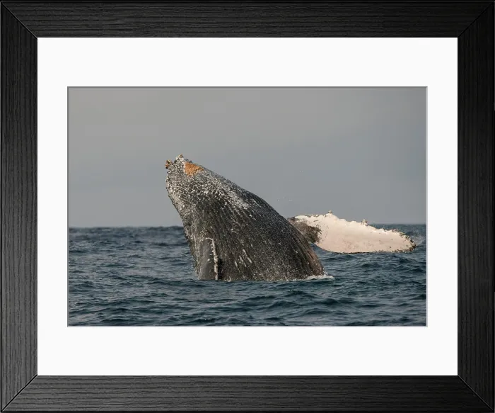Framed Print : Humpback Whale (Megaptera novaeangliae) Sardine run, Eastern Cape, South Africa Framed Print : Humpback Whale (Megaptera novaeangliae) Sardine run, Eastern Cape, South Africa