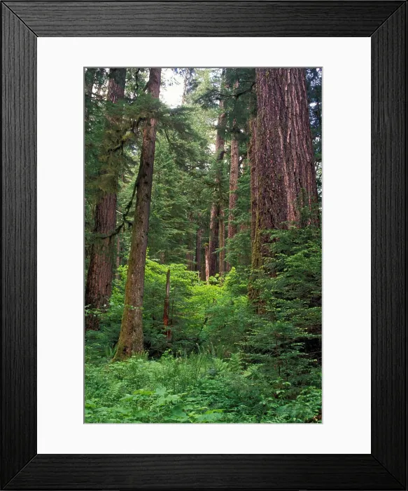 Framed Print : Douglas fir trees in old growth forest in Willamette National Forest. North America, USA, Oregon, Little North Fork Framed Print : Douglas fir trees in old growth forest in Willamette National Forest. North America, USA, Oregon, Little North Fork