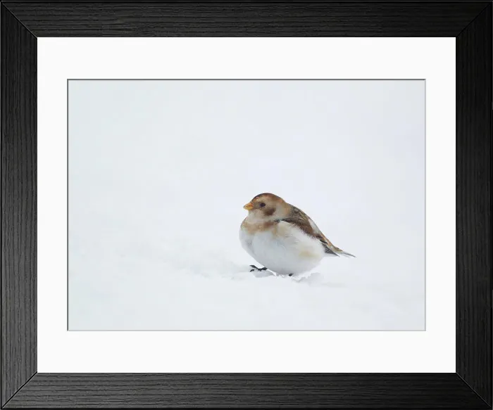 Framed Print : Snow Bunting (Plectrophenax nivalis) adult, winter plumage, feeding, standing on snow, Scotland, February Framed Print : Snow Bunting (Plectrophenax nivalis) adult, winter plumage, feeding, standing on snow, Scotland, February