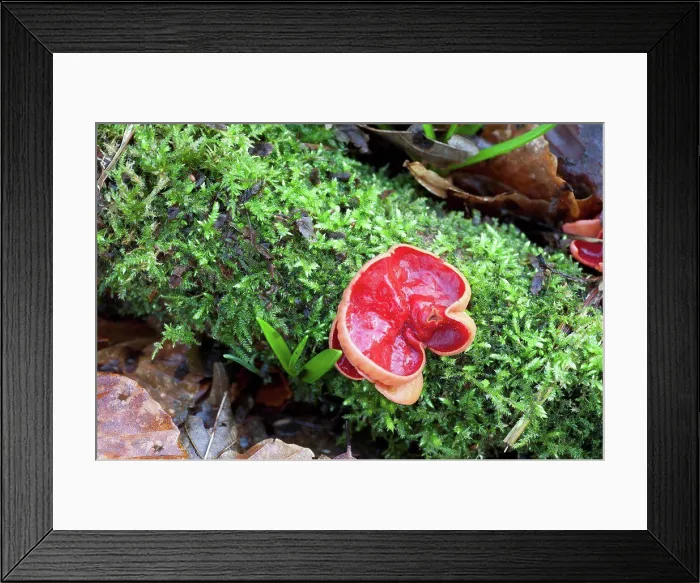 Framed Print : Red fungus, gatehouse of fleet dumfries scotland Framed Print : Red fungus, gatehouse of fleet dumfries scotland