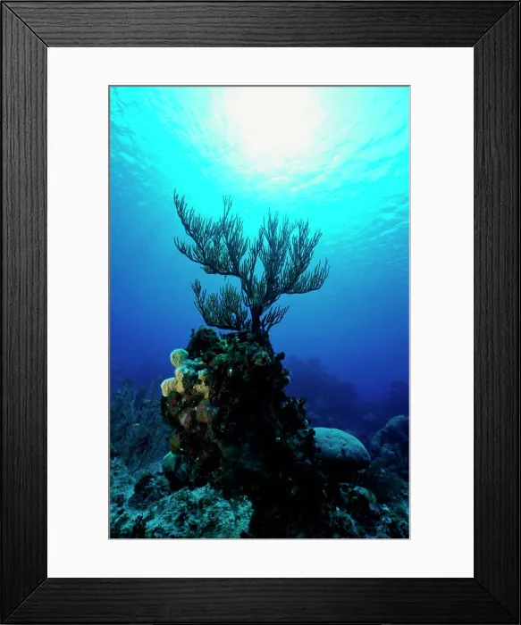 Framed Print : Coral in the sea