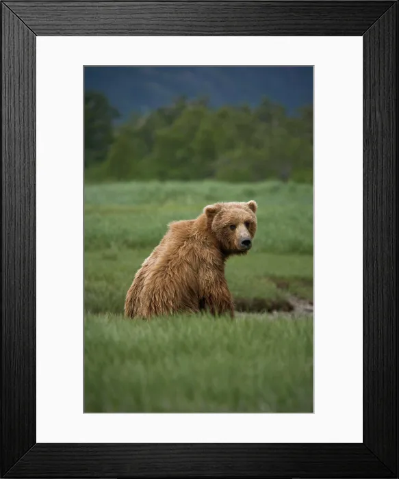 Framed Print : Grizzly bear siting in a green grassy meadow, looking over its shoulder at the camera, Katmai National Park, Alaska Framed Print : Grizzly bear siting in a green grassy meadow, looking over its shoulder at the camera, Katmai National Park, Alaska