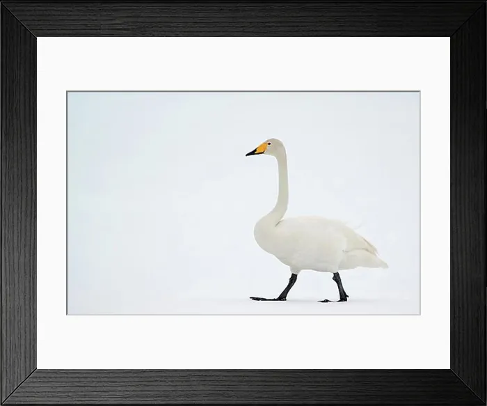 Framed Print : Whooper Swan (Cygnus cygnus), Kuusamo, Finland, Europe Framed Print : Whooper Swan (Cygnus cygnus), Kuusamo, Finland, Europe
