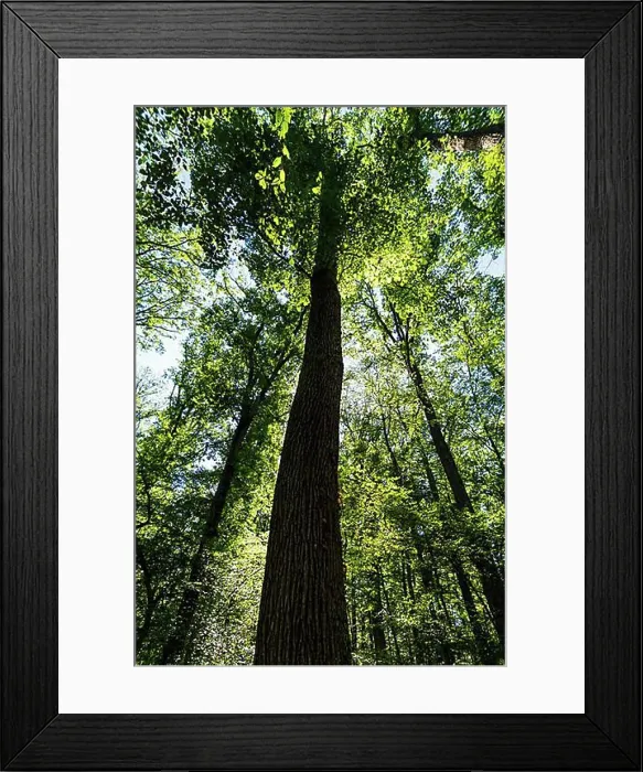 Framed Print : Summer in oak forest, Forest of Troncais. Allier department. Auvergne Rhone Alpes. France Framed Print : Summer in oak forest, Forest of Troncais. Allier department. Auvergne Rhone Alpes. France