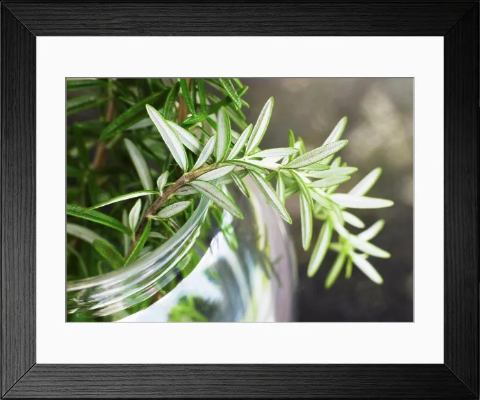 Framed Print : Rosemary leaves closeup in glass jar