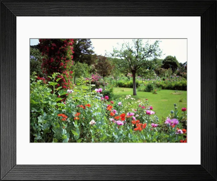 Framed Print : Papaver, Poppy Framed Print : Papaver, Poppy