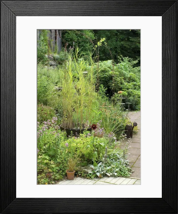 Framed Print : Aquatic plants in pot on a garden terrace