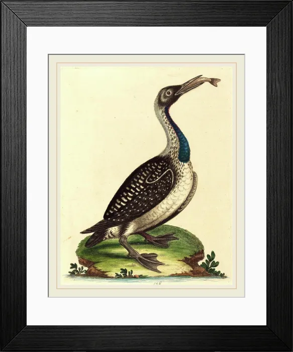 Framed Print : George Edwards, English, (1694-1773), Black and White Water-Fowl with Blue Throat, hand-colored etching on laid paper Framed Print : George Edwards, English, (1694-1773), Black and White Water-Fowl with Blue Throat, hand-colored etching on laid paper