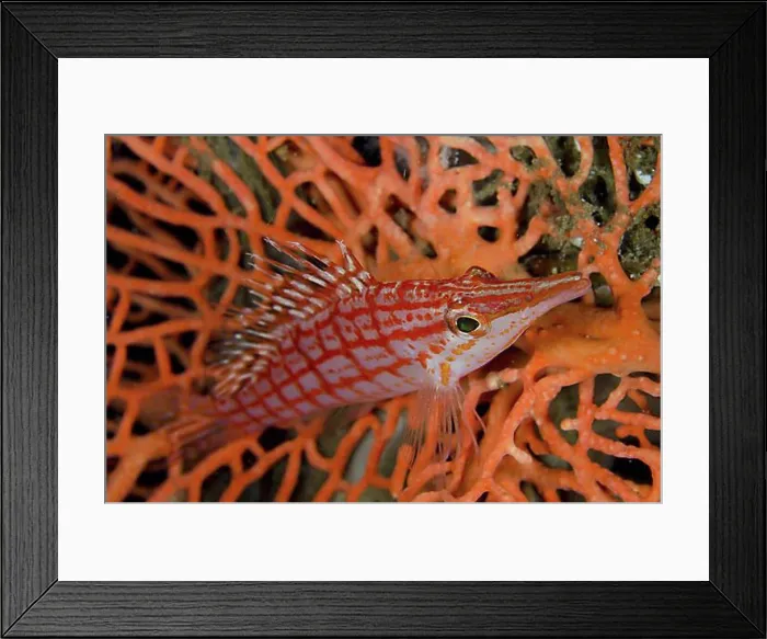 Framed Print : Longnose Coral Guard, Longnose Tufted Perch, Longnose Tufted Perch, Longnose Tufted Perch, Longnose Bushy Perch Framed Print : Longnose Coral Guard, Longnose Tufted Perch, Longnose Tufted Perch, Longnose Tufted Perch, Longnose Bushy Perch