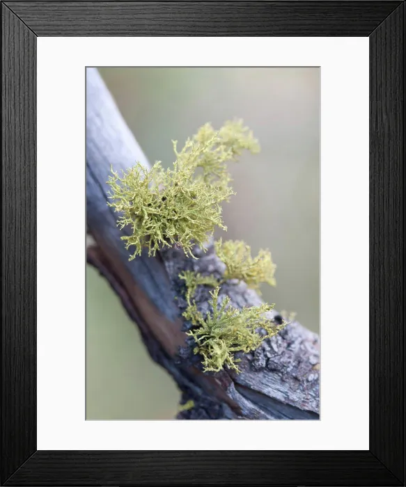 Framed Print : Lichen, Moss, Lichen, Green subject Framed Print : Lichen, Moss, Lichen, Green subject
