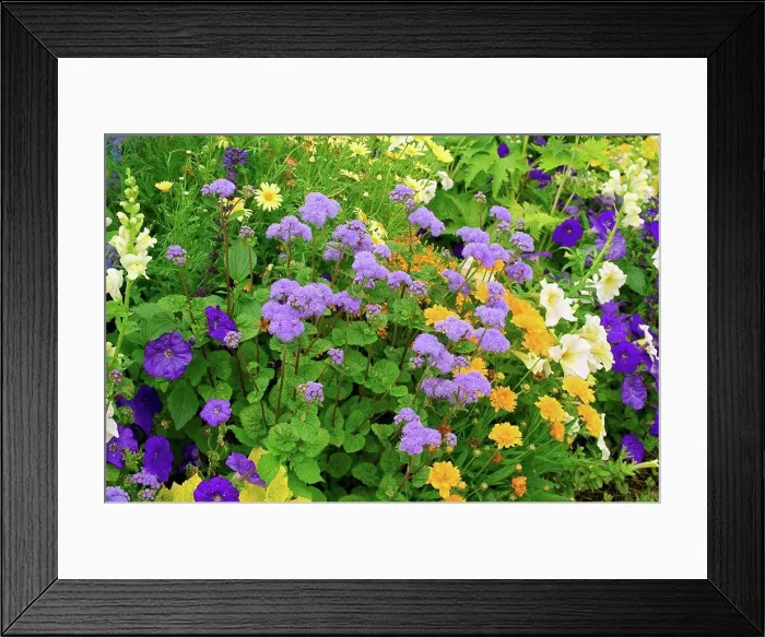 Framed Print : Flower massif of summer annuals in a garden Framed Print : Flower massif of summer annuals in a garden