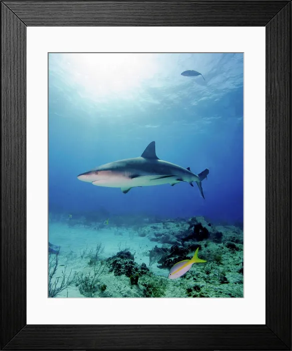 Framed Print : Caribbean reef shark under sunrays, Tiger Beach, Bahamas