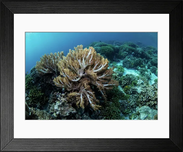 Framed Print : Soft corals thrive on a shallow reef in Wakatobi National Park, Indonesia Framed Print : Soft corals thrive on a shallow reef in Wakatobi National Park, Indonesia