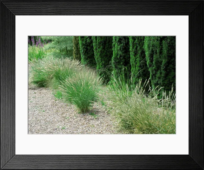Framed Print : English yew hedge and melic grass on a garden path side Framed Print : English yew hedge and melic grass on a garden path side