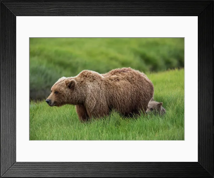 Framed Print : USA, Alaska, Brown bear and cub Framed Print : USA, Alaska, Brown bear and cub